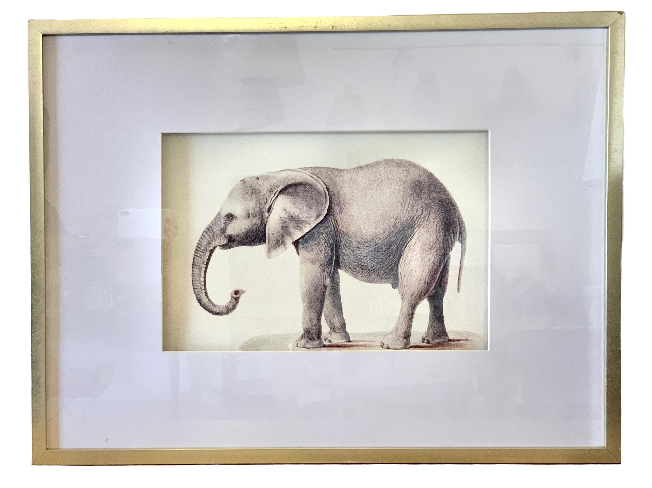 Quadro elefante